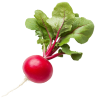 Fresh red radish with green leaves on a transparent background, great for cooking or gardening reference, red radish isolated on transparent background png