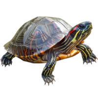A redeared slider turtle resting on a transparent background showcasing its vibrant shell and distinct markings, red eared slider turtle,isolated transparent background png