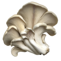 Fresh oyster mushroom on a pristine transparent background, showcasing its delicate texture and unique shape, oyster mushroom transparent background png