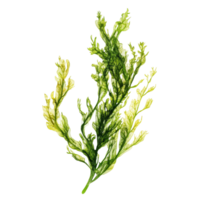 Fresh green algae specimen isolated on a transparent background showcasing its intricate structure and vibrant color, Fresh green algae isolated on transparent background. Algae transparent background png