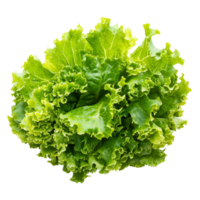 Fresh green lettuce salad leaves isolated on a clean transparent background for healthy meal preparation, Fresh lettuce salad leaves isolated on transparent background png
