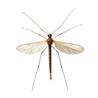Detailed view of a mosquito specimen against a transparent background showcasing its distinct features and structure, mosquito colis on transparent backgroundfile png