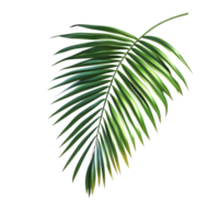 A vibrant green palm tree leaf casting a delicate shadow isolated on a clean transparent background, green leaf of palm tree with shadow isolated on transparent backgroundfile png