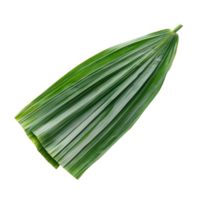 Freshly sliced pandan leaf showcasing vibrant green colors on a clean transparent background, slice pandan leaf isolated on transparent background png
