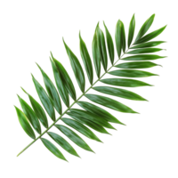 Green palm tree leaves isolated on a transparent background showcasing their distinct shape and vibrant color, Green leaves of palm tree isolated on transparent backgroundfile png