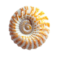 Beautiful nautilus shell isolated on a clean transparent background showcasing its intricate spiral design and vibrant colors, nautilus isolated on transparent background png