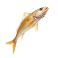 A fish leaping gracefully through the air above a plain transparent background during a dynamic underwater moment, Leaping Fish in Midair on transparent background png