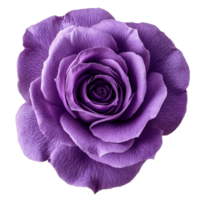 Violet rose with a delicate single petal isolated on a clean transparent background in soft natural lighting, Isolated violet rose with single petal on transparent background or transparent background png
