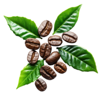 Coffee beans with green leaves arranged artistically on a transparent background showcasing their natural beauty and organic essence, coffee beans with leaves isolated on transparent background png