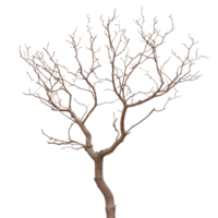 Dry tree branches showcasing intricate patterns against a clean transparent background in minimalistic natural art, dry tree branches on transparent backgroundfile png