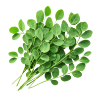 Fresh moringa leaves arranged thoughtfully on a transparent background showcasing their vibrant green color and unique shape, Moringa leaves on transparent background png