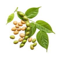 Soybean seeds and pods with leaves displayed on a clean transparent background highlighting agricultural produce, Soy beans seeds isolated on transparent background png