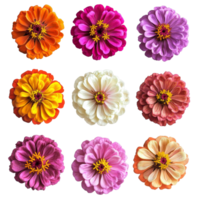 Colorful collection of zinnia flowers viewed from above, showcasing a vibrant array of petals in various shades, various zinnia single flower top view and with isolated on transparent background png