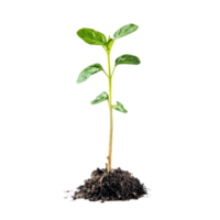 A young green sprout emerging from rich soil against a clean transparent background, sprout on transparent background png