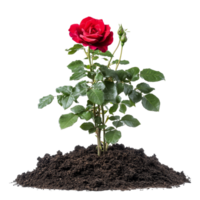 A vibrant red rose bush thriving in fertile soil against a pure transparent backdrop, a red rose bush grows in the ground, file of isolated object on transparent background png