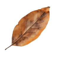 A single natural dry leaf resting on a clean transparent background, showcasing intricate textures and autumn hues, Single natural dry leaf on transparent background, format with png