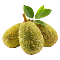 Fresh jackfruits isolated on a transparent background showcasing their unique texture and vibrant appearance, fresh jack fruits isolated on transparent background png