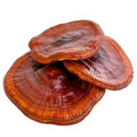Reishi mushrooms Ganoderma lucidum stand out against a transparent background, highlighting their glossy caps and colors, reishi mushroomGanoderma lucidum isolated on transparent background png