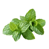 Fresh mint leaves with a vibrant green color isolated on a transparent background for culinary uses and decoration, Fresh mint full depth of field isolated on transparent background png