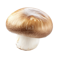 Fresh champignon mushroom isolated against a clean transparent background for culinary and nutritional purposes, Mushroom champignon isolated on transparent background png