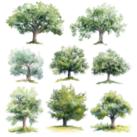 Watercolor collection of oak trees on a transparent background showcasing various shades and styles of foliage, 3D icon of a cute tree in birght green color isolated transparent background png