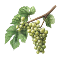 Botanical illustration of a green grape bunch with leaves on a transparent background, showcasing natural beauty and detail, Green Grape Bunch Botanical Illustation on transparent background png