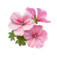 Pink geranium flowers with delicate petals and green leaves isolated on a transparent background for a fresh and vibrant look, geraniums flowers isolated on transparent background cutout png