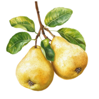 A detailed illustration of Chinese fragrant pears hanging on a branch with vibrant green leaves against a bright transparent background, Chinese fragrant pear on transparent background png
