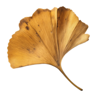 Dry ginkgo biloba leaf resting on a pure transparent background highlighting its unique shape and texture, Dry ginkgo biloba plant leaf on a transparent background png
