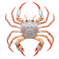 Brightly colored sea crab on a clean transparent background displaying its vibrant features and unique natural design, Sea crab on transparent background png