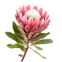 Stunning protea flower isolated on a transparent background showcasing its vibrant colors and unique structure, protea flower isolated on transparent background png