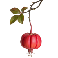 A vibrant rose apple hanging on a branch against a clean transparent background, showcasing its unique shape and color, roseapple on transparent background png