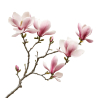 Magnolia flowers on a branch, isolated against a transparent background, display spring blooms, branch of magnolia flowersfile of isolated object on transparent background png