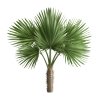 Clump of vibrant cactus palm tree leaves against a clean transparent background showcasing lush greenery and unique leaf structure in bright light, clump cactus palm tree leaf on transparent png