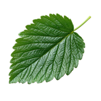 Fresh strawberry leaf isolated on a bright transparent background showcasing its vibrant green color and texture, Strawberry and leaf isolated on transparent background png