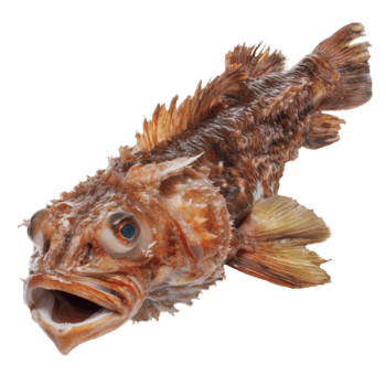 färsk marulk visas på en rena transparent bakgrund highlighting dess unik funktioner och färger, marulk på transparent bakgrund png