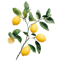 Fresh lemons on a branch with lush green leaves against a bright transparent background, Branch with Fresh Lemons on transparent background png