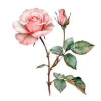 Elegant pink rose and budding flower on a delicate branch against a transparent backdrop, Rose flower with tree branch transparent background. Rose flower transparent background png