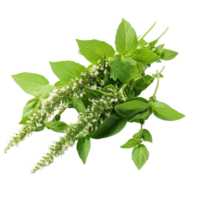 Fresh holy basil sprigs with delicate transparent flowers arranged on a clean transparent background for culinary and herbal use, Holy basil leaf isolated on transparent background png