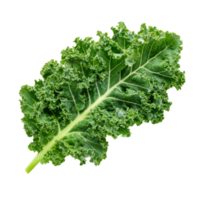 Fresh kale leaf salad vegetable isolated on a clean transparent background for healthy culinary uses, Kale leaf salad vegetable isolated on transparent background png
