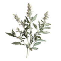 Fresh transparent mugwort herb displayed against a clean transparent background showcasing its unique green and gray hues, transparent mugwort on transparent background png