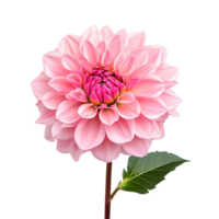 A vibrant pink dahlia flower with lush petals and a green leaf, standing alone against a bright transparent background, pink dahlia isolated on transparent png