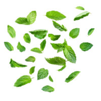 Fresh mint leaves flying in the air, creating a lively and vibrant display against a transparent background, flying fresh mint leaves isolated png