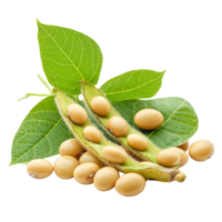Fresh soybean pods and seeds isolated on a transparent background showcasing their natural color and form, Soybean isolated on transparent background png