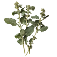Fresh lambsquarters displayed against a transparent background for culinary and nutritional illustration, Lambsquarters transparent background png
