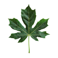 A vibrant green papaya leaf displayed against a clean transparent background, highlighting its unique shape and texture, papaya leaf on transparent background png