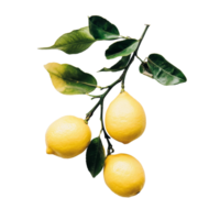 Fresh lemons on a branch against a clean transparent background with subtle highlights, Branch with Fresh Lemons on transparent background png