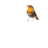 A bird stands guard over its eggs in a nest atop an old branch against a transparent backdrop, A bird in a nest on an old tree branch on a transparent background png