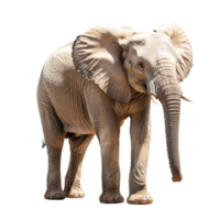 An adult elephant standing gracefully on a transparent background, showcasing its majestic features and characteristics, of elephant isolated on transparent background png