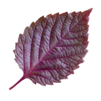 Fresh shiso leaf showcasing vibrant green and purple colors on a transparent background, perfect for culinary uses, Shiso leaf on transparent background png
